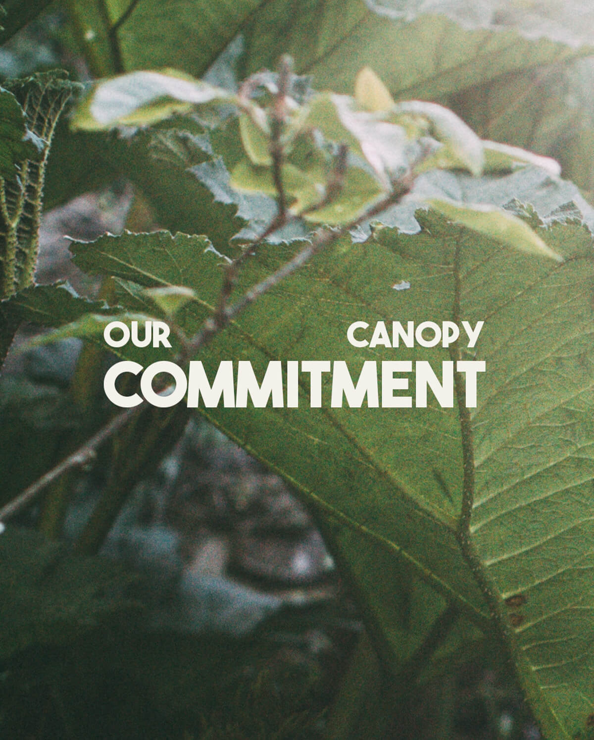 CANOPY