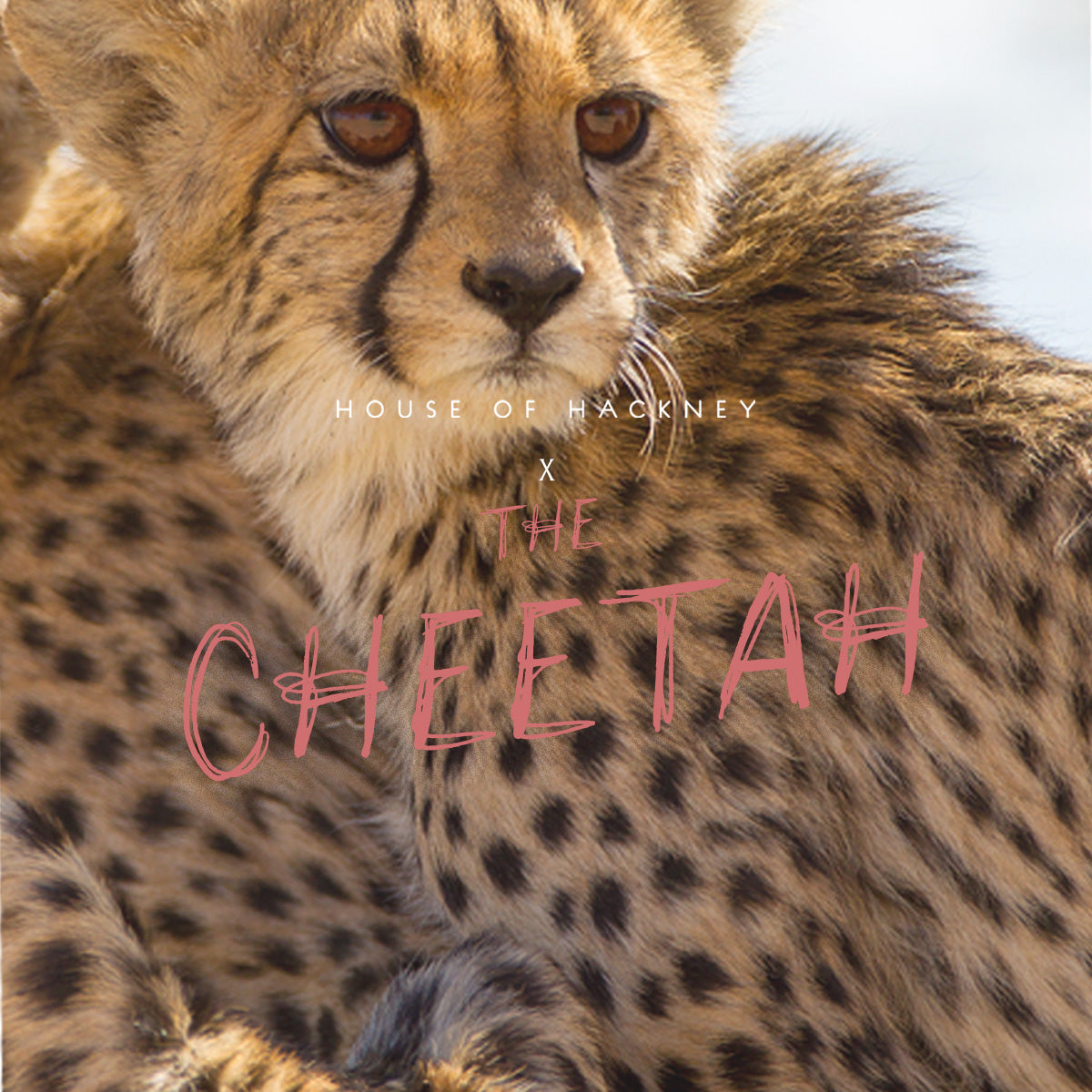 HOUSE OF HACKNEY X THE CHEETAH