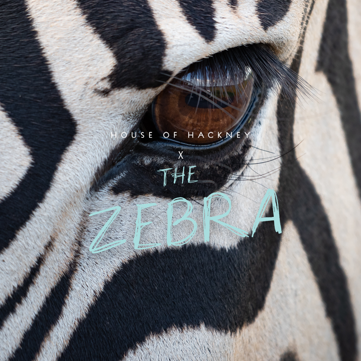 HOUSE OF HACKNEY X THE ZEBRA