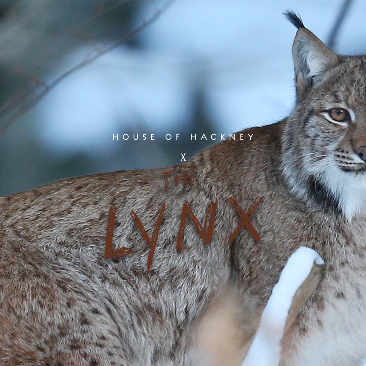 HOUSE OF HACKNEY X THE LYNX