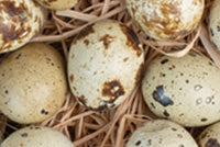 Aura 04: To Nurture Image