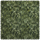 LICHEN Velvet - Verde